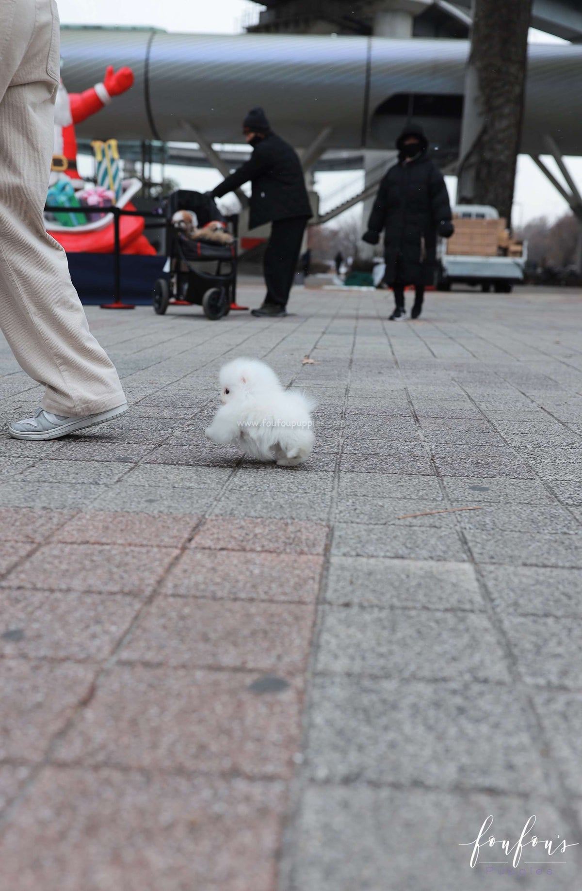 Frostine - Pomeranian F.