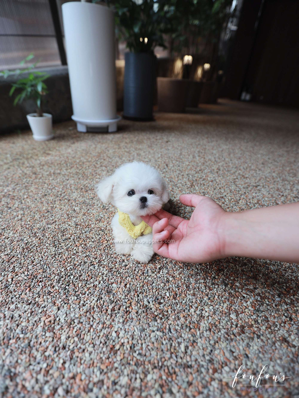 Stewart - Maltese M.