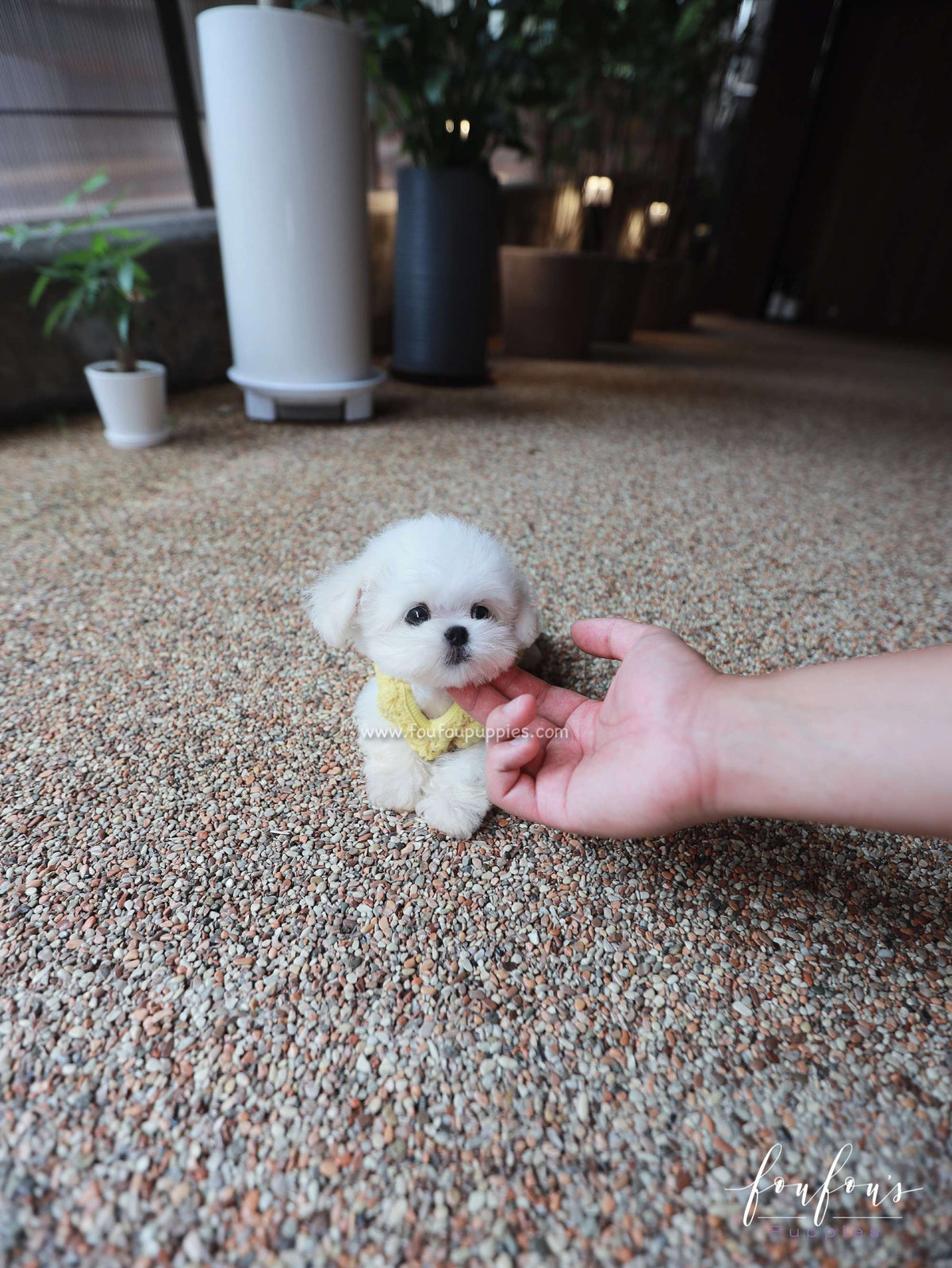 Stewart - Maltese M.