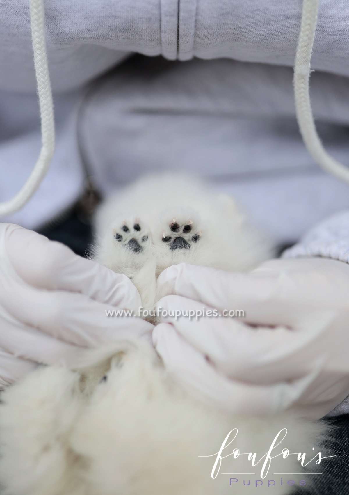Marshmallow - Pomeranian F.