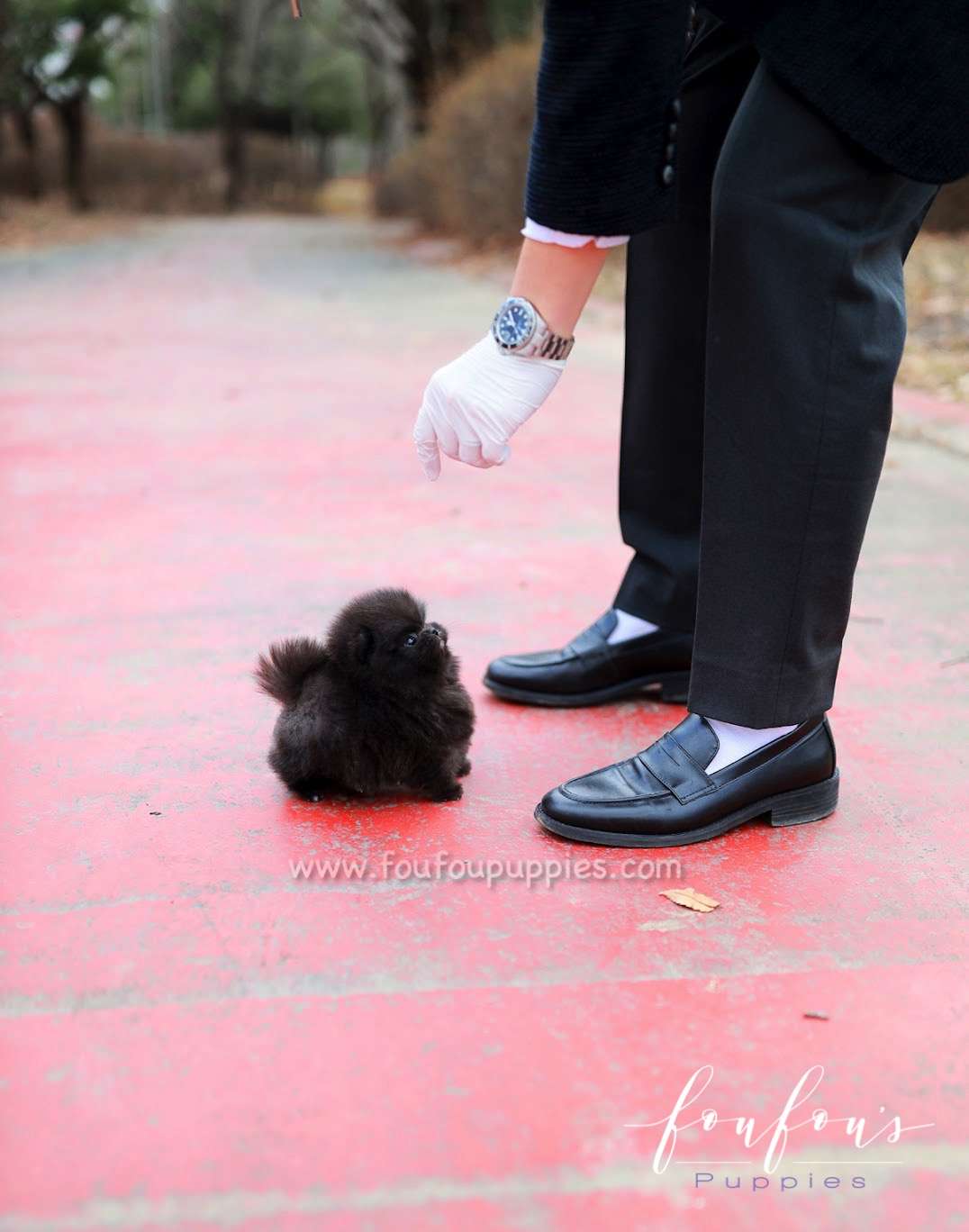 Cosmo - Pomeranian M.