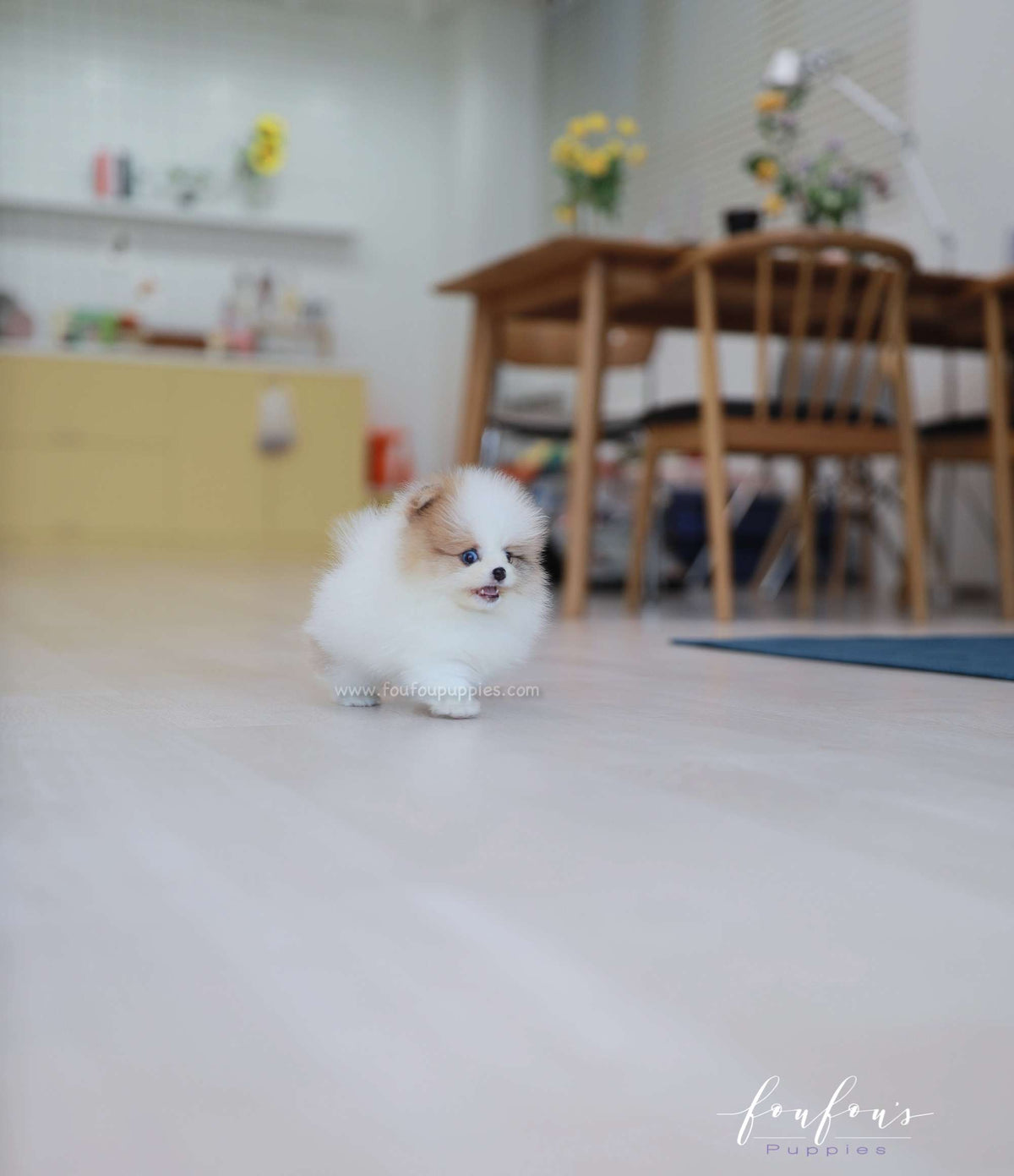 Bijou - Pomeranian F.