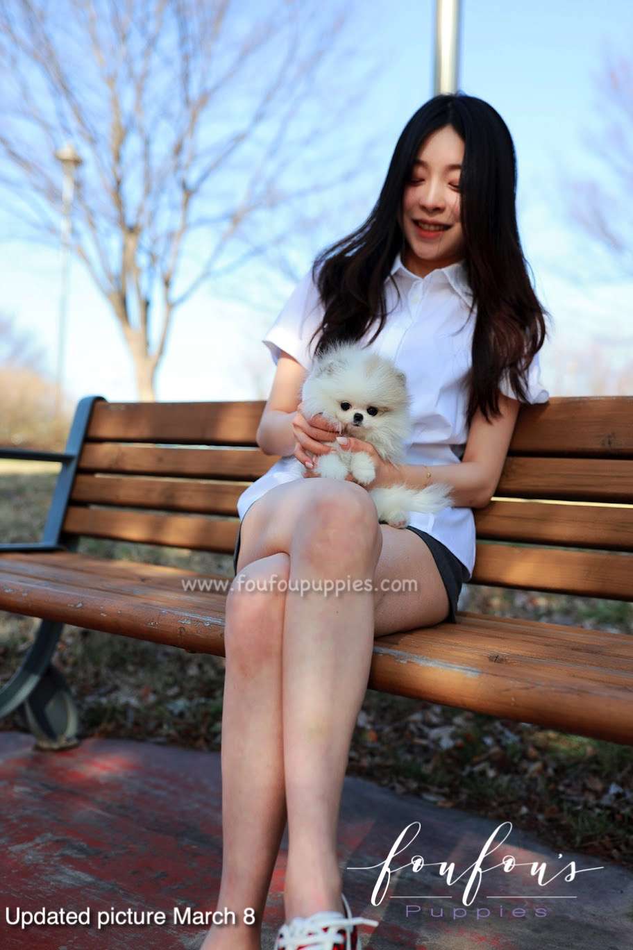 Olivia - Pomeranian F.