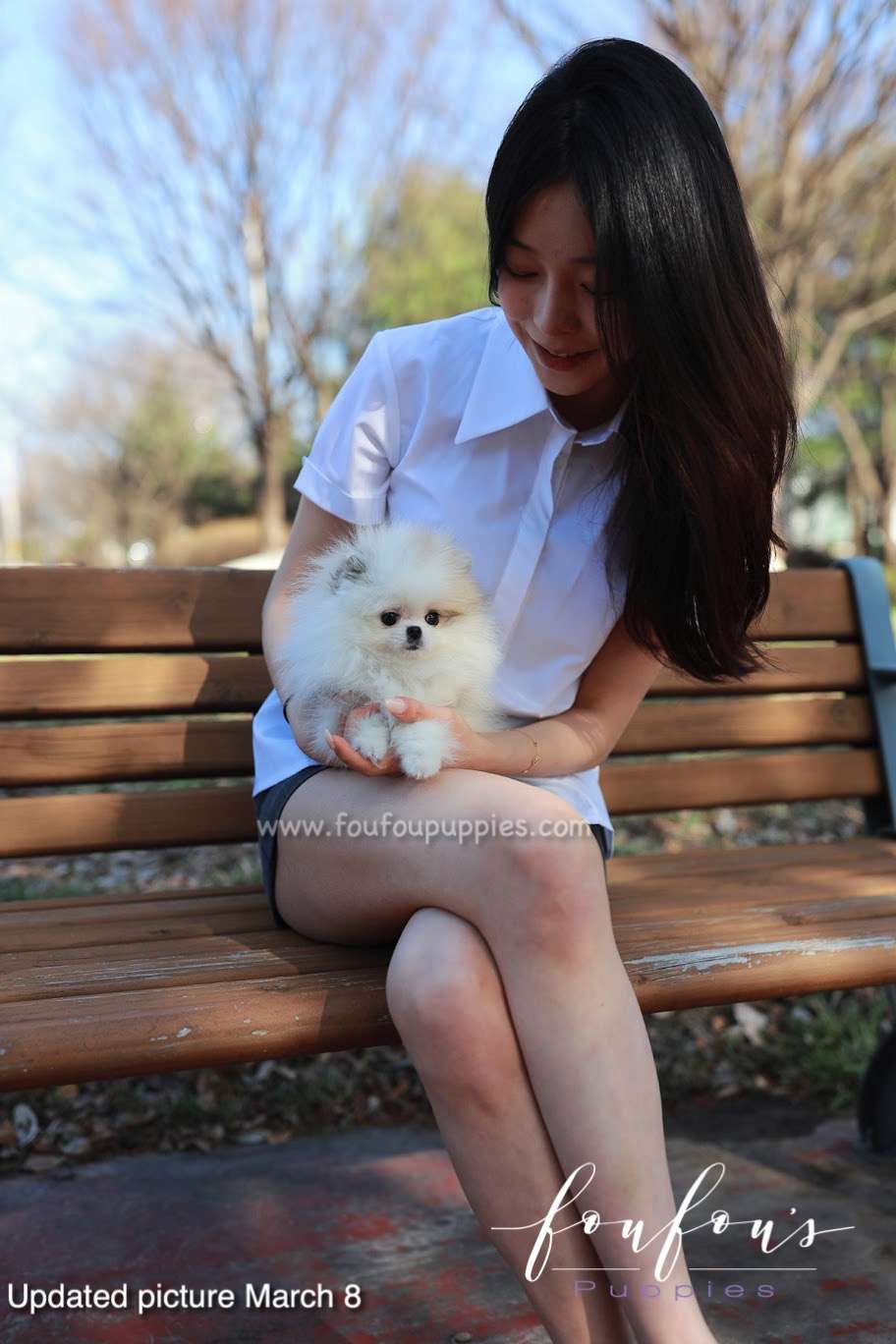 Olivia - Pomeranian F.