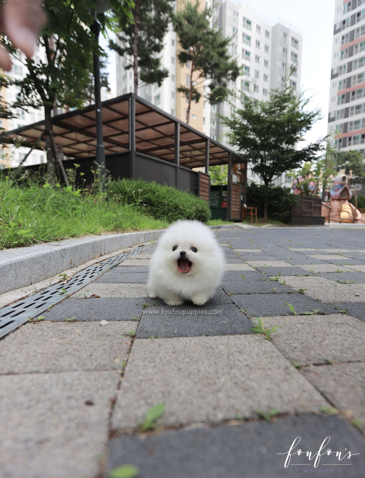 Sushi - Pomeranian M.