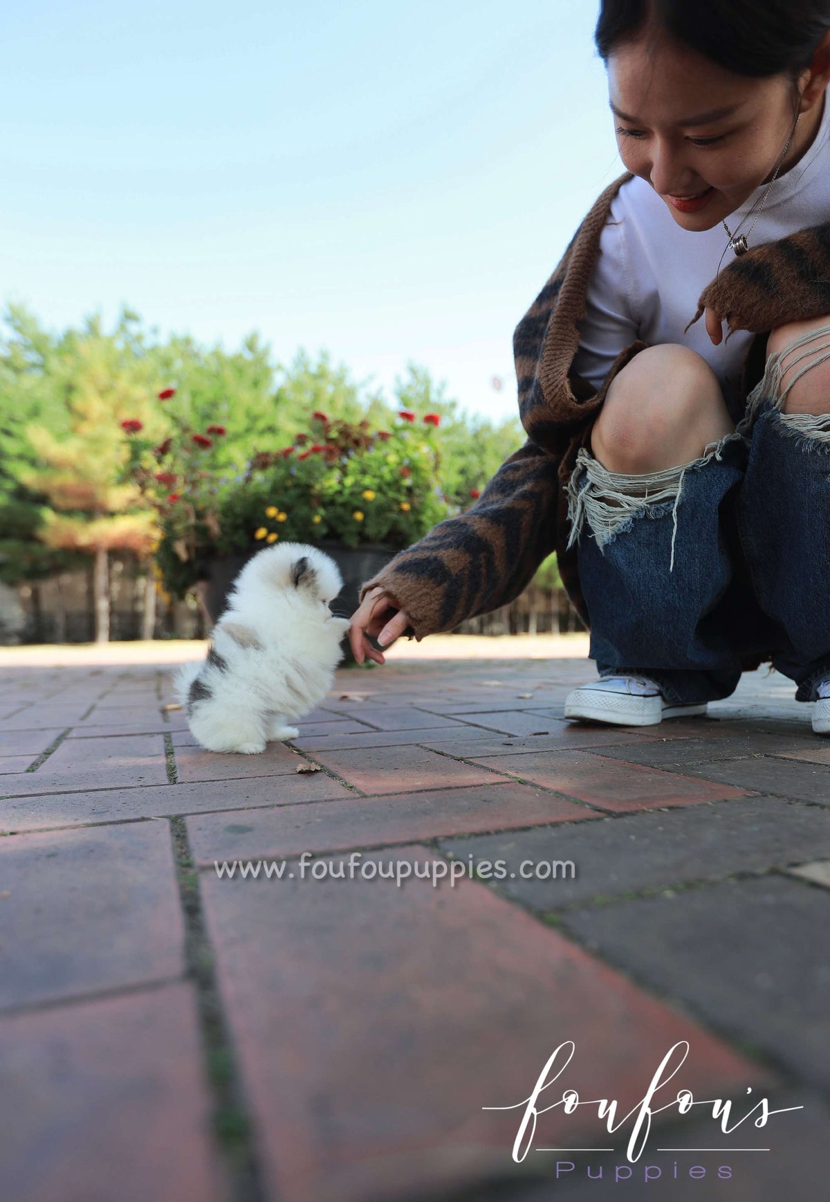 Cleo - Pomeranian F.