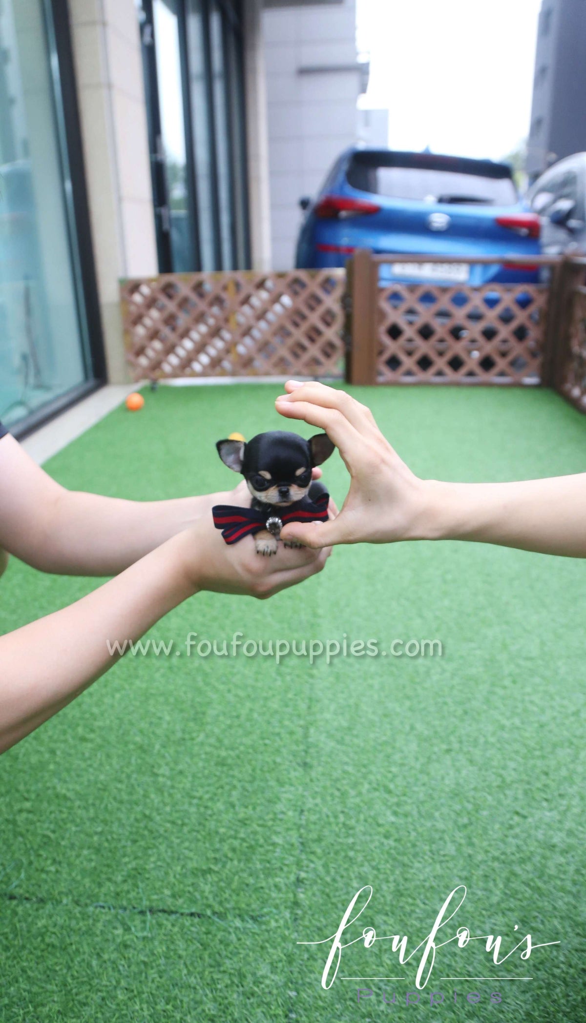 Pasha - Chihuahua M.
