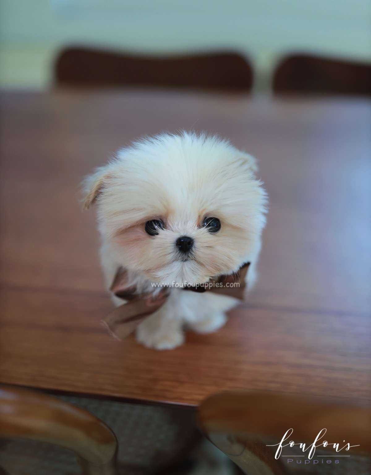 Crème Brulée - Maltipoo F.