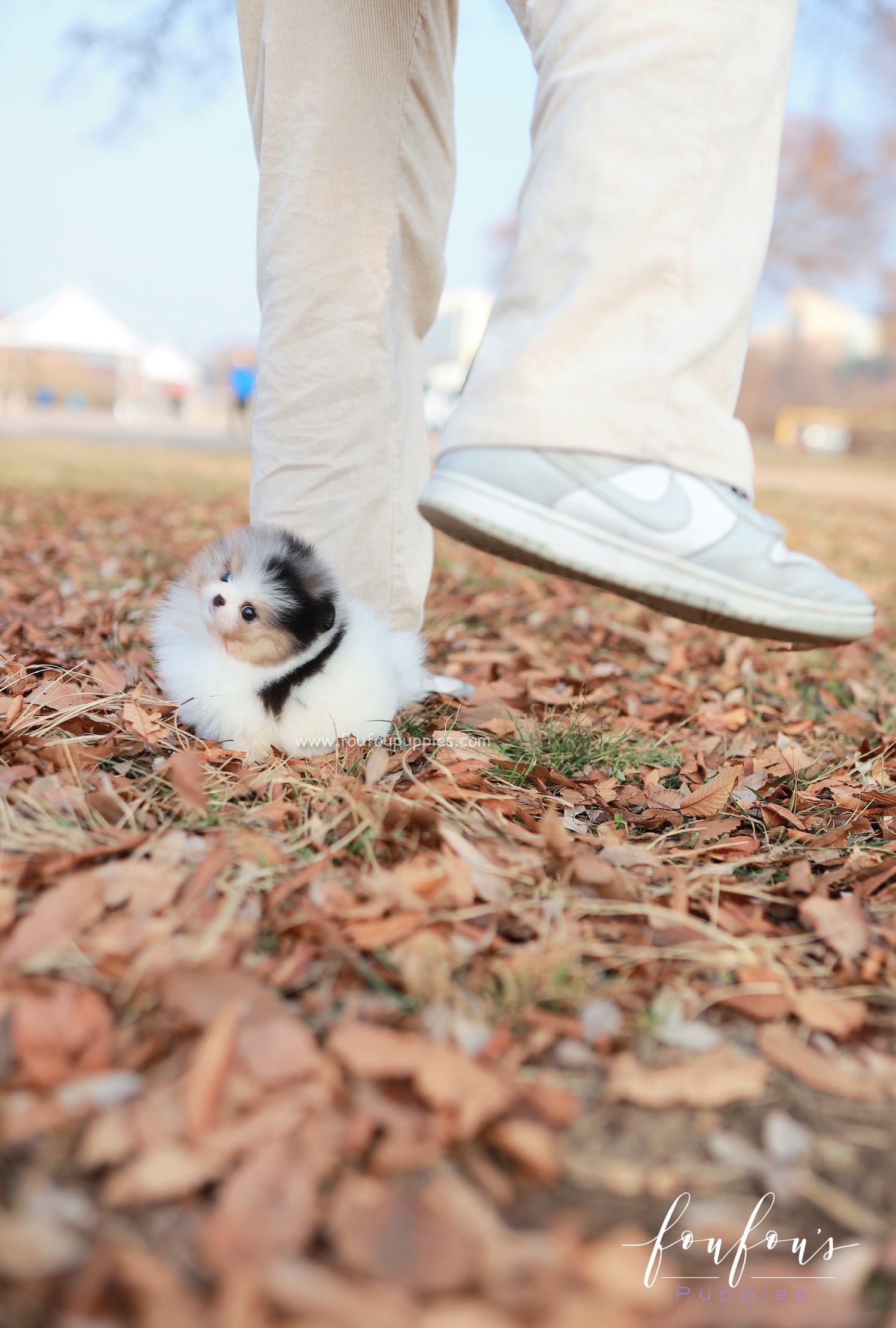 Kai - Pomeranian M.
