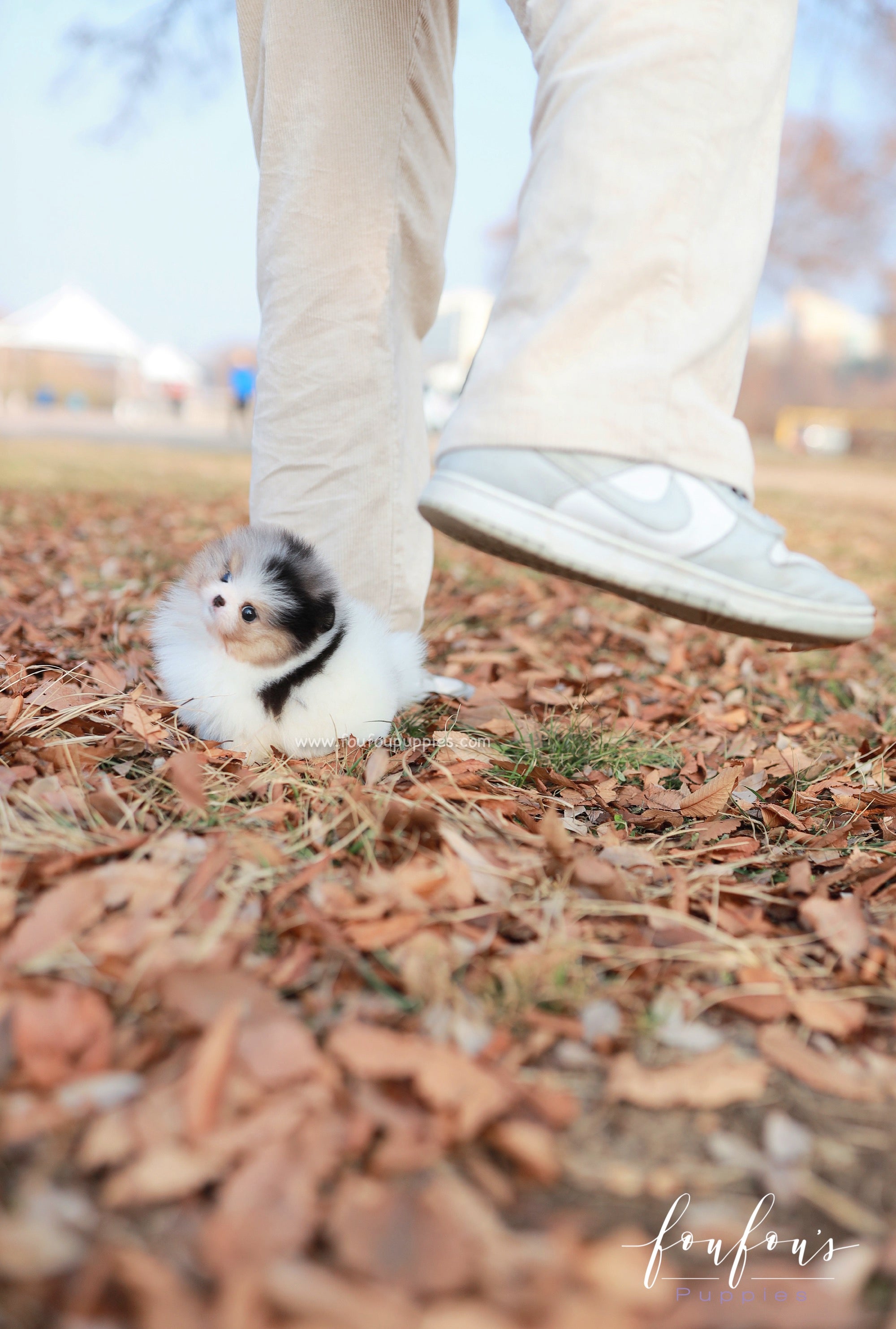 Kai - Pomeranian M.