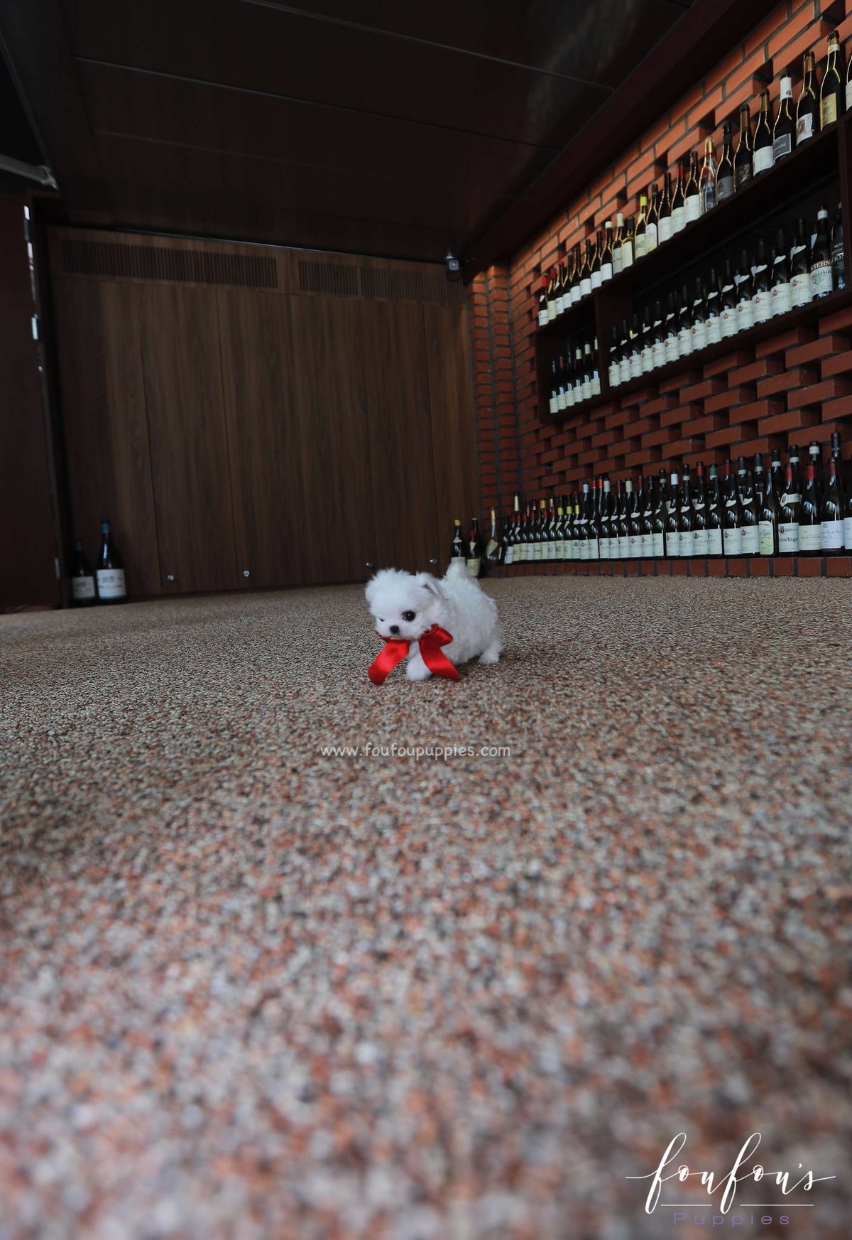 Stella - Maltese F.