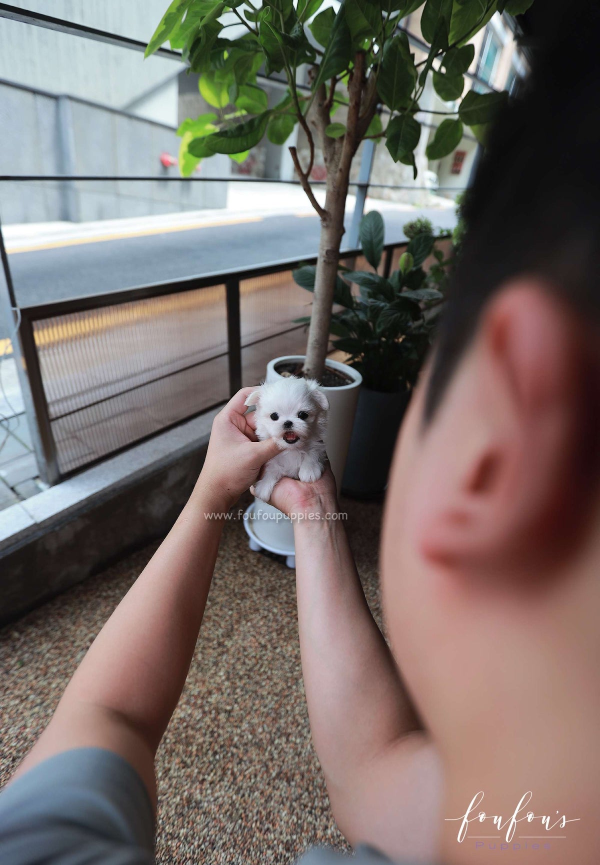 Buttons - Maltese M.