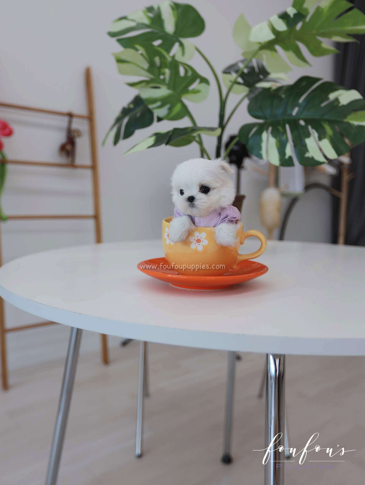 Pebbles - Maltese F.