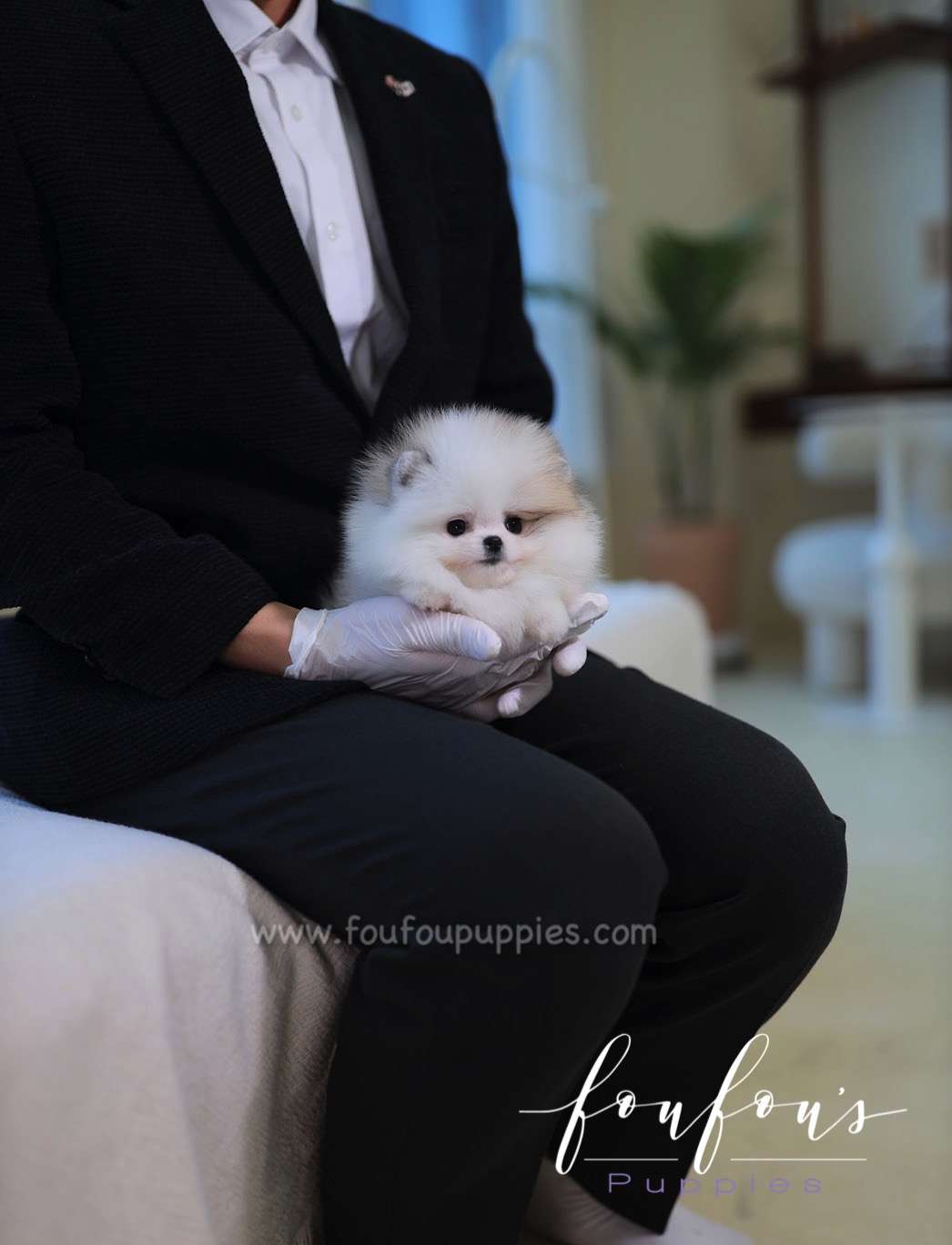 Olivia - Pomeranian F.