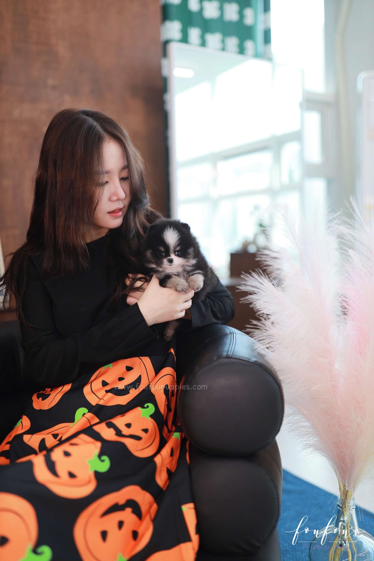 Midnight - Pomeranian F.