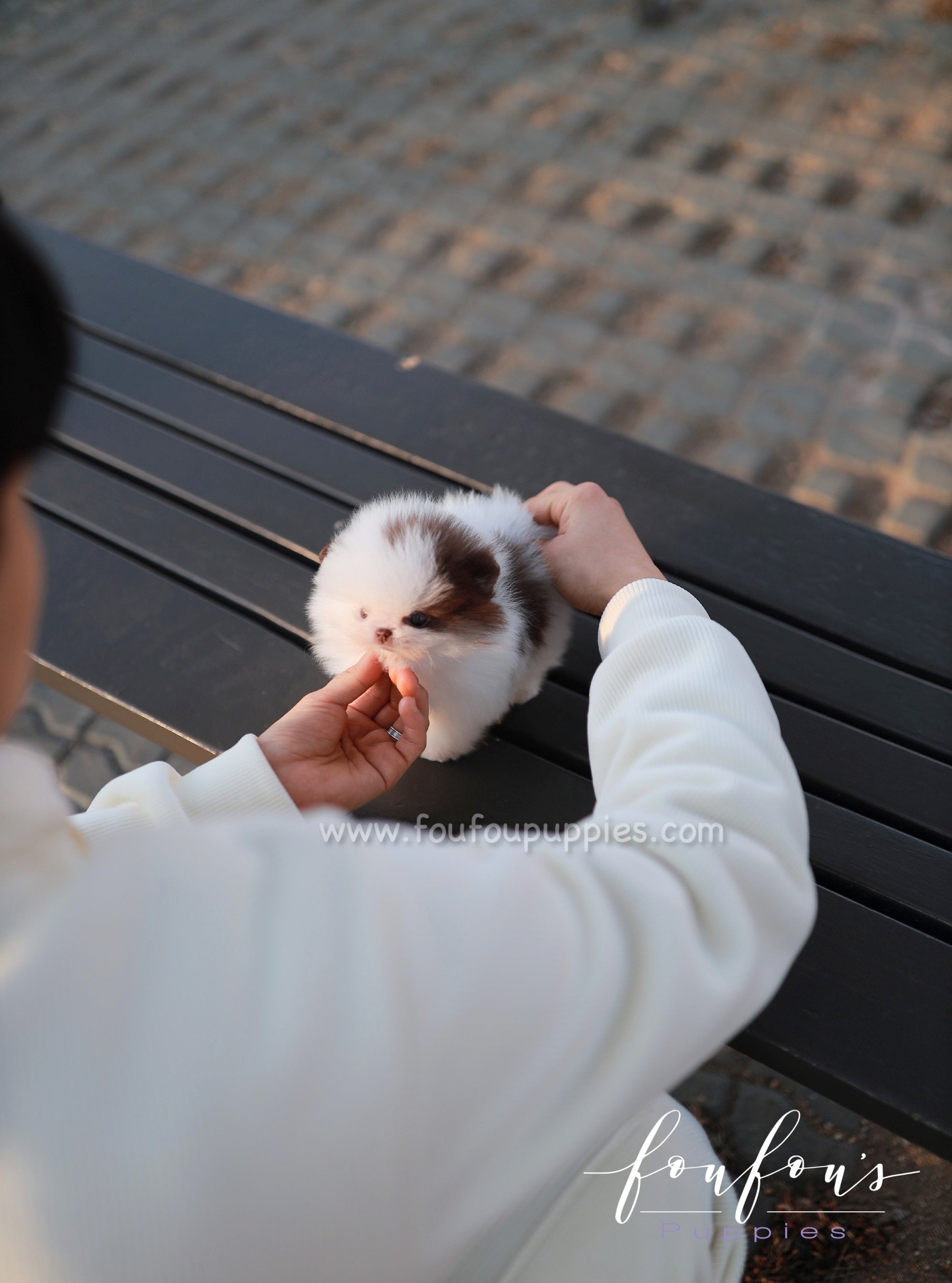 Gino - Pomeranian M.