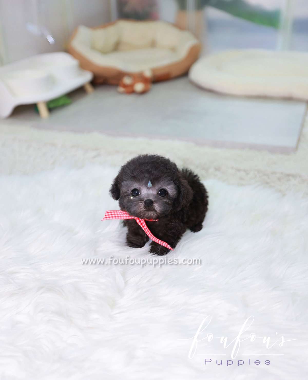 Dahlia - Poodle F.