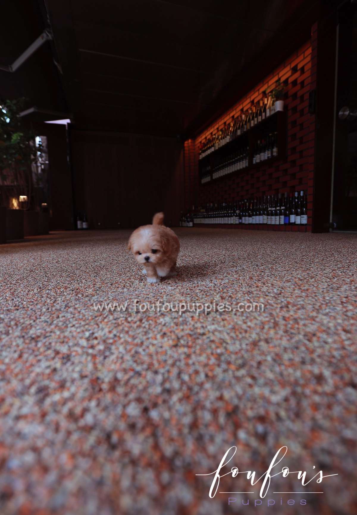 Gotti - Maltipoo M.