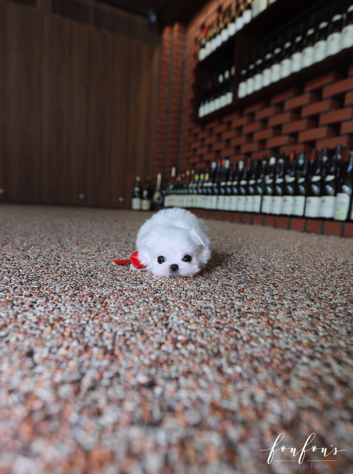 Stella - Maltese F.