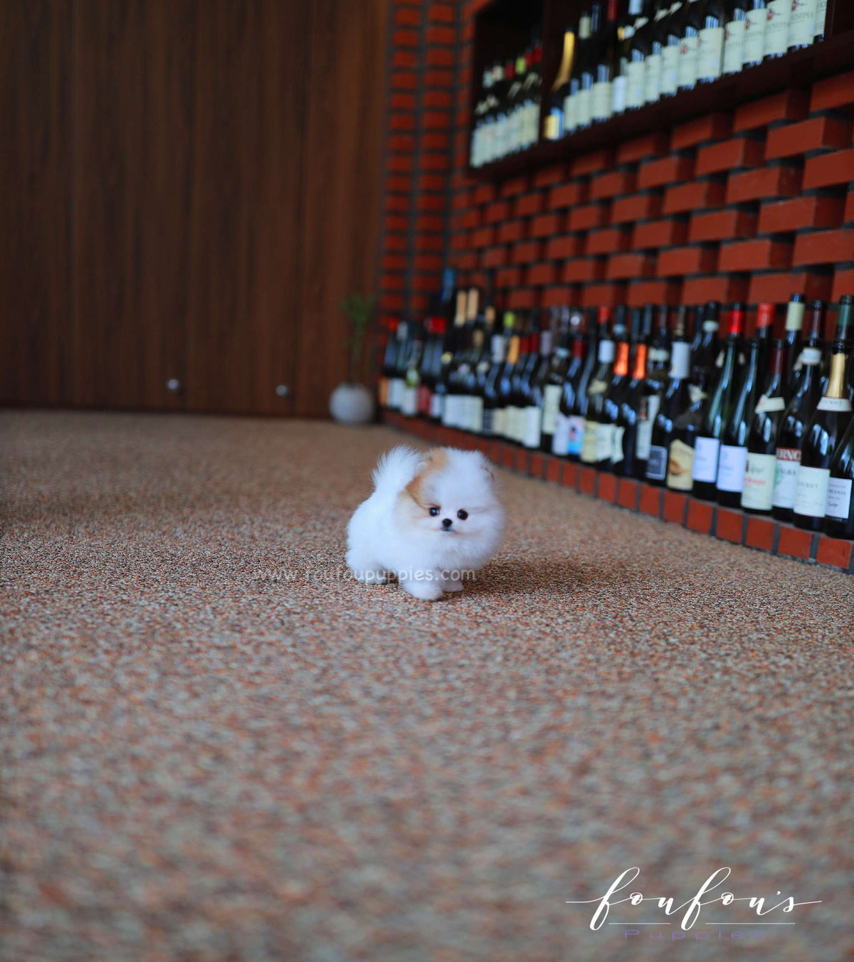 Maximus - Pomeranian M.