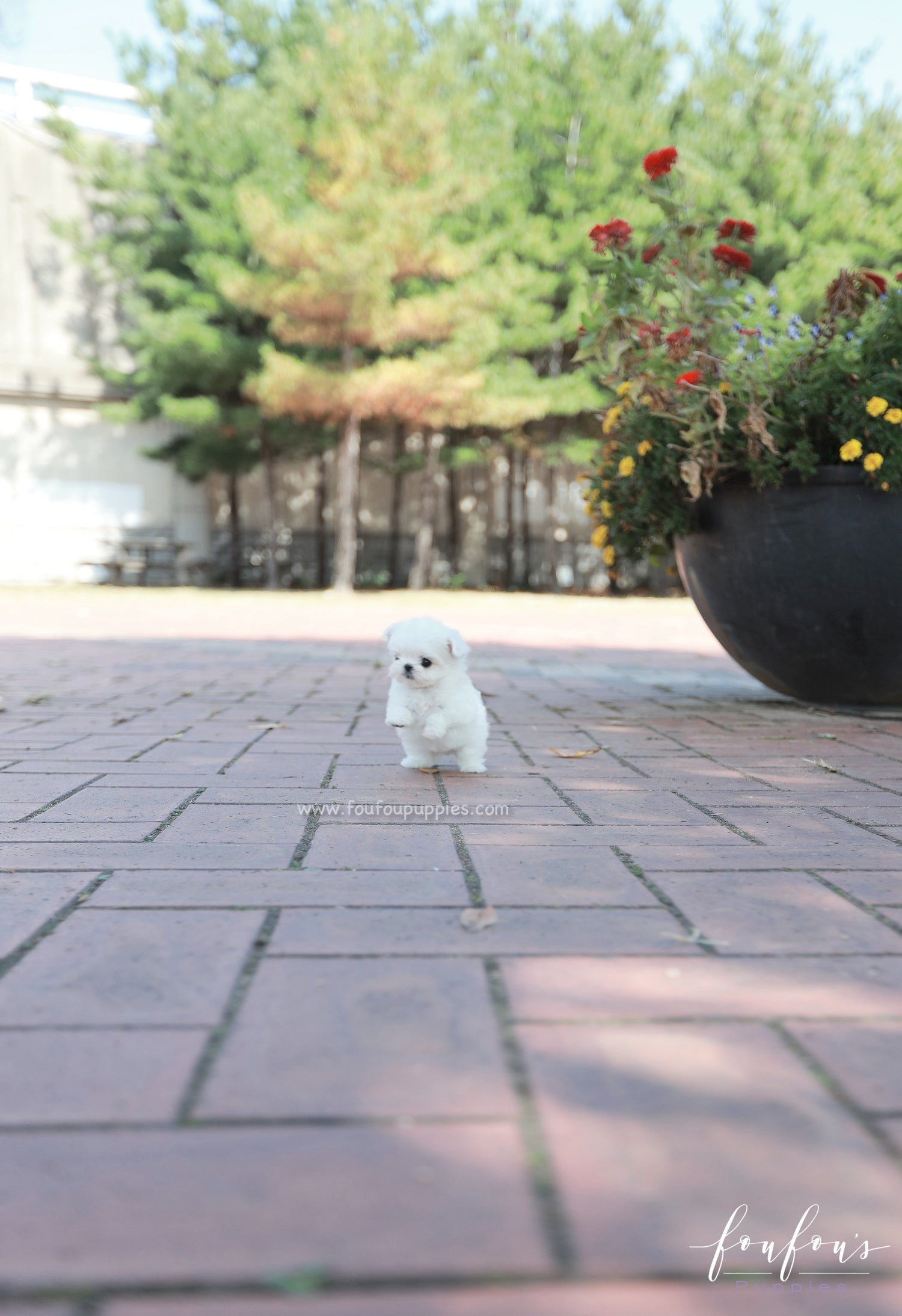 Minnie - Maltese F.