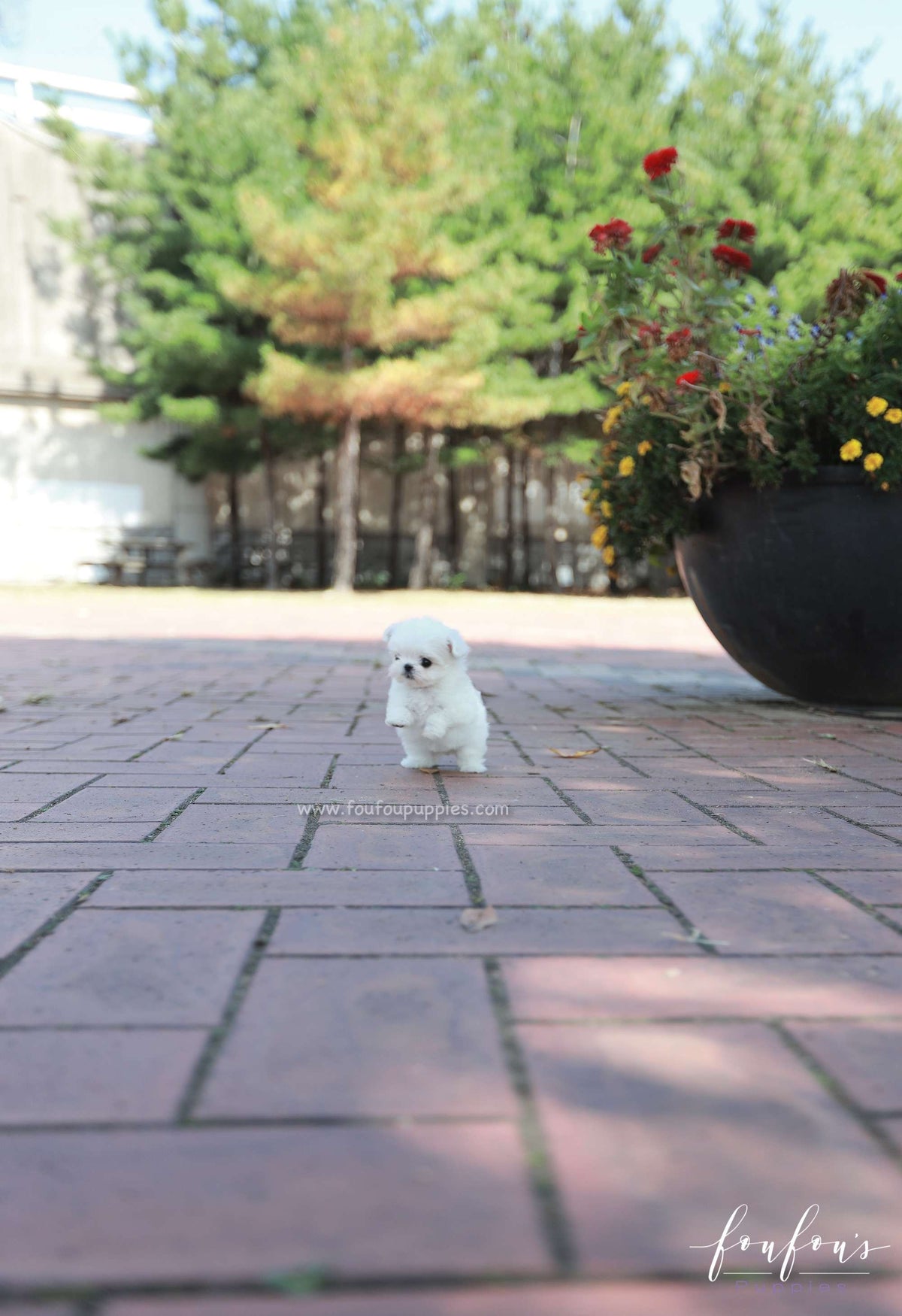 Minnie - Maltese F.