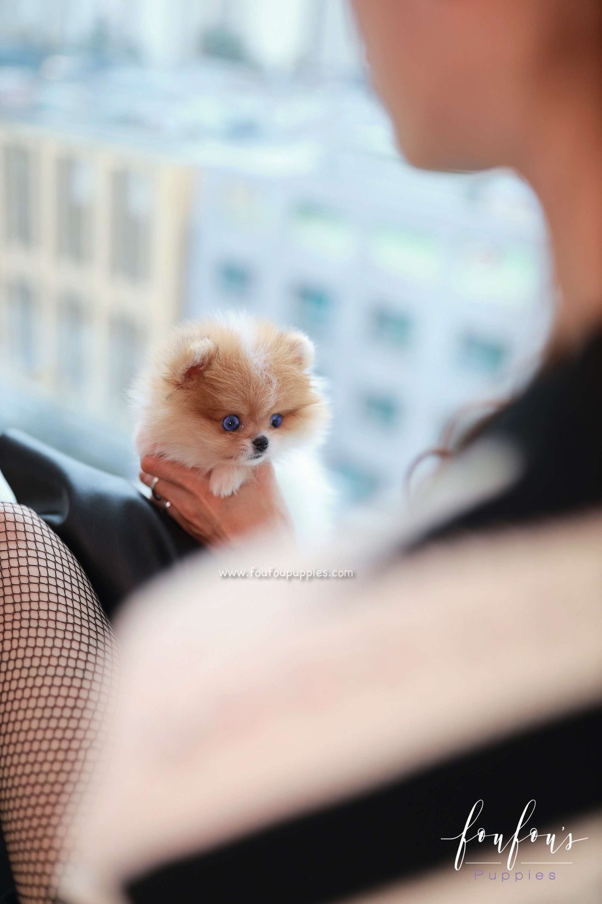 Bluey - Pomeranian M.