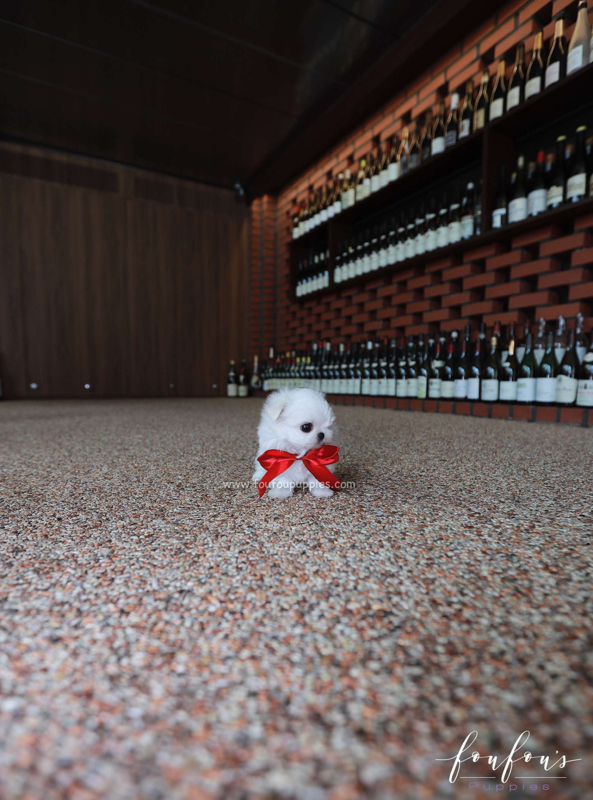 Stella - Maltese F.