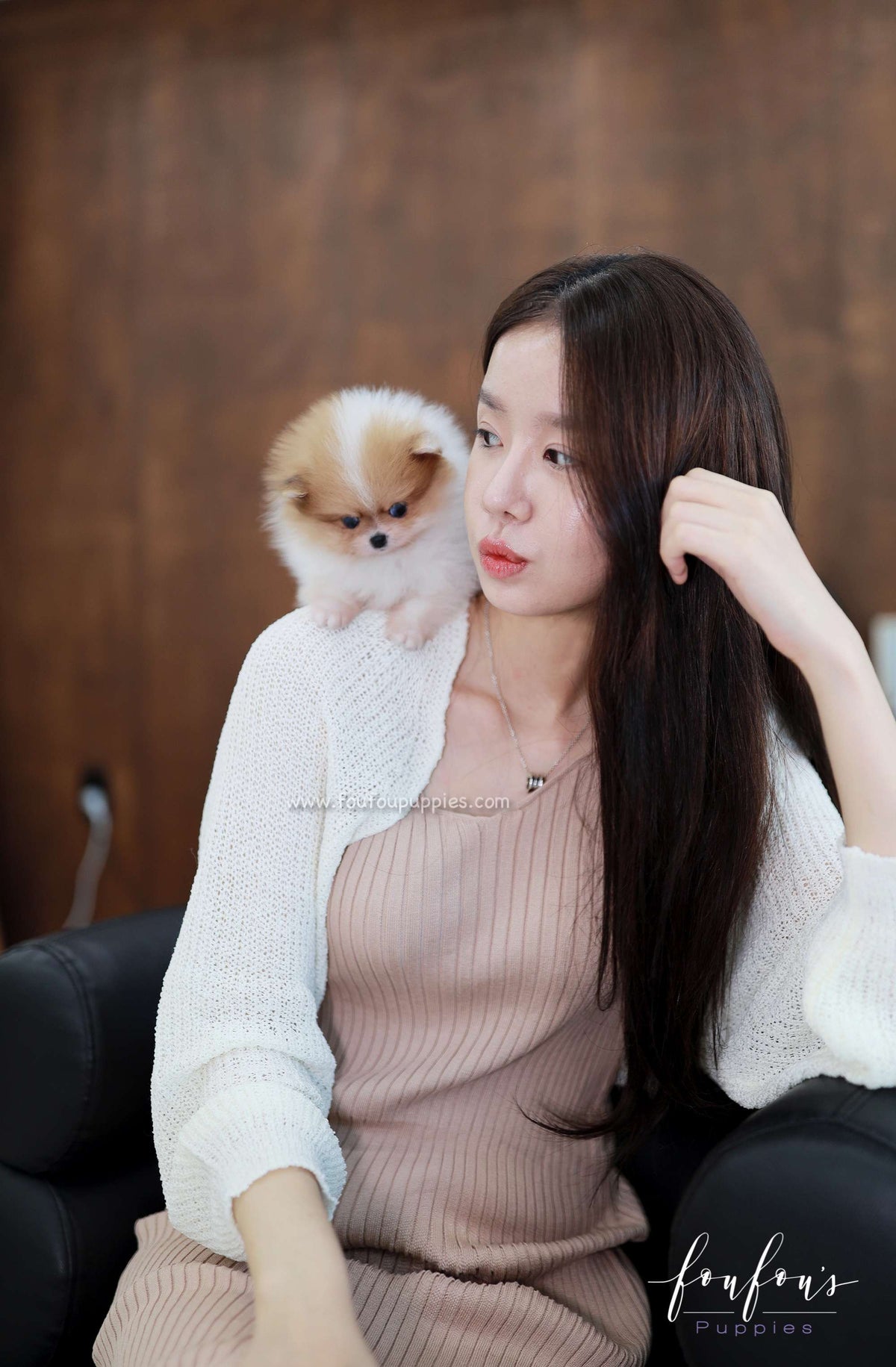 Bluey - Pomeranian M.