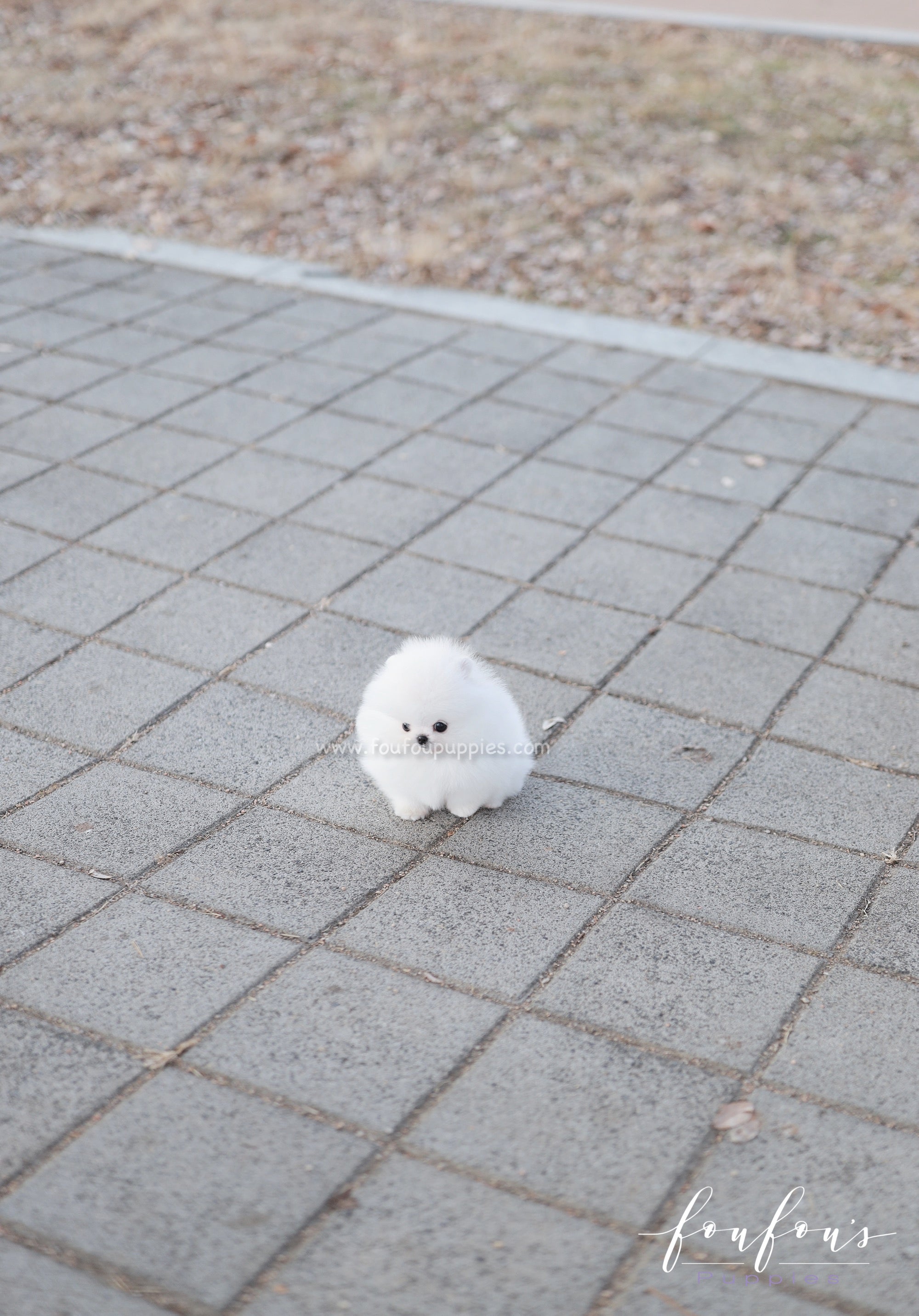 Dolce - Pomeranian F.