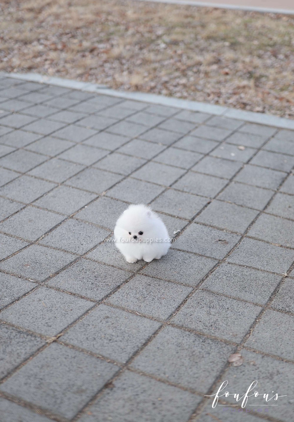 Dolce - Pomeranian F.