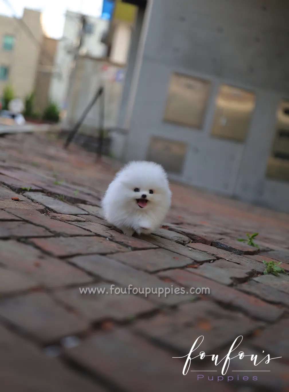 Lola - Pomeranian F.