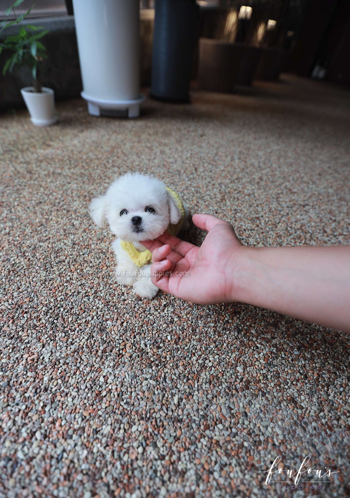 Stewart - Maltese M.