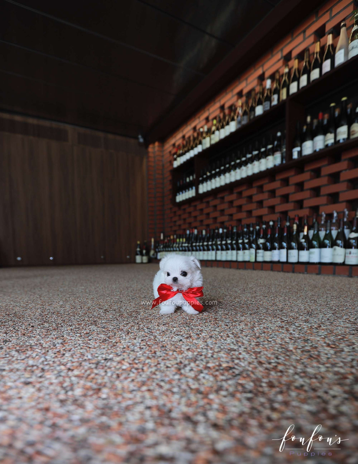 Stella - Maltese F.