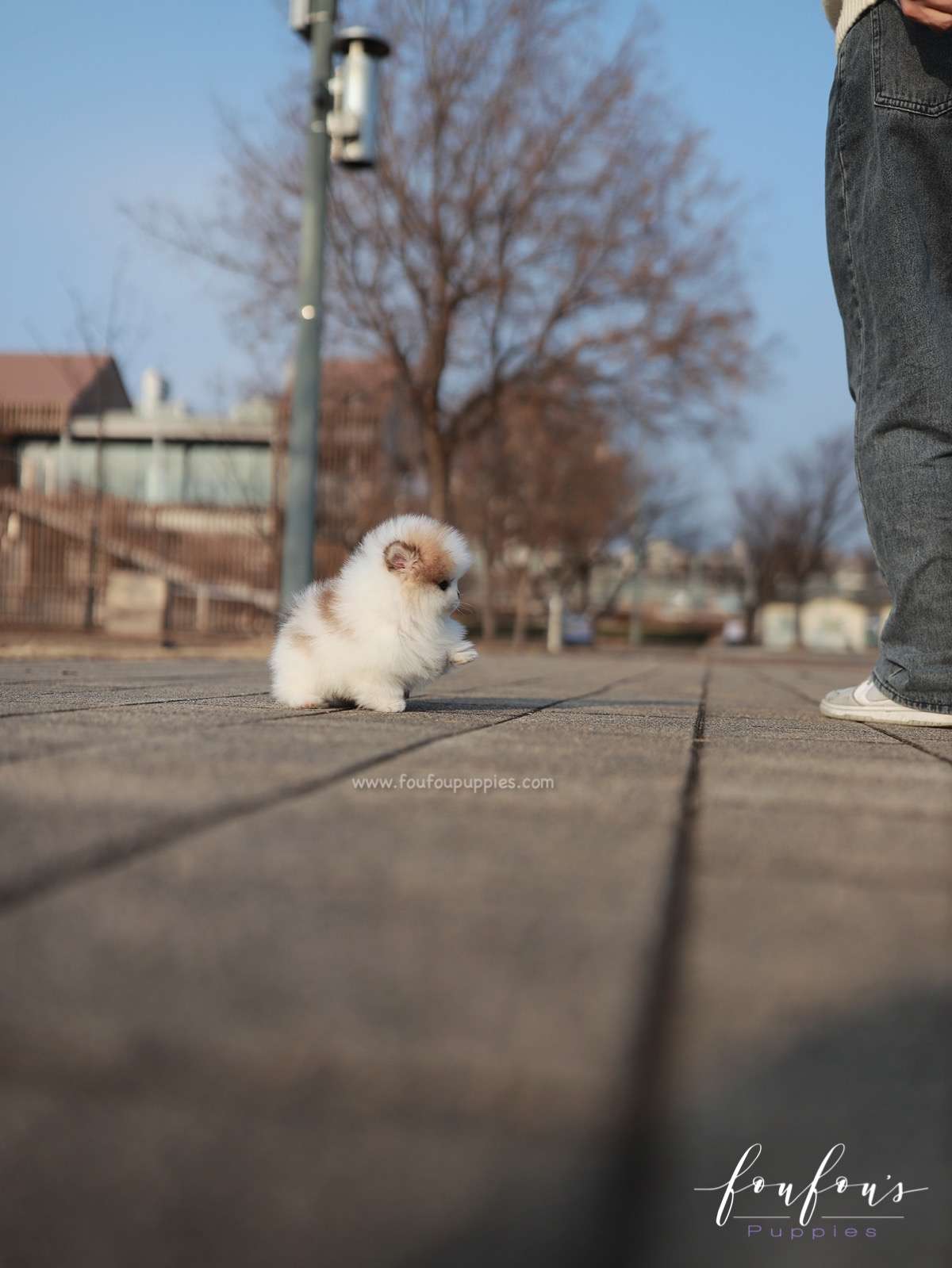 Marbles - Pomeranian F.