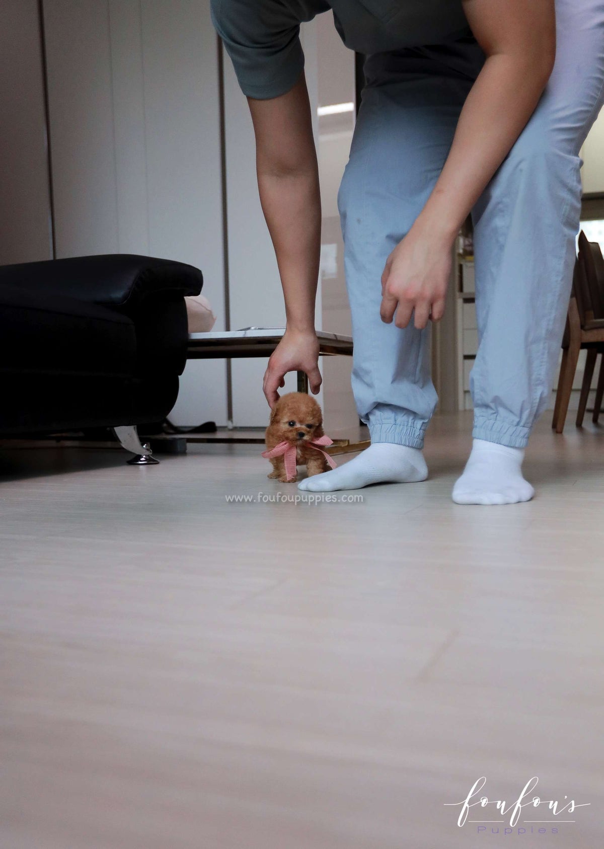 Chloé - Poodle F.