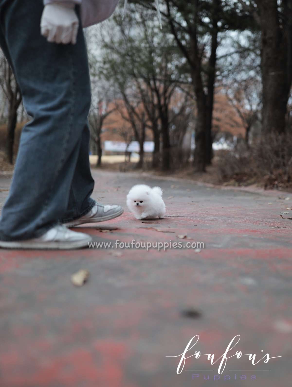 Marshmallow - Pomeranian F.