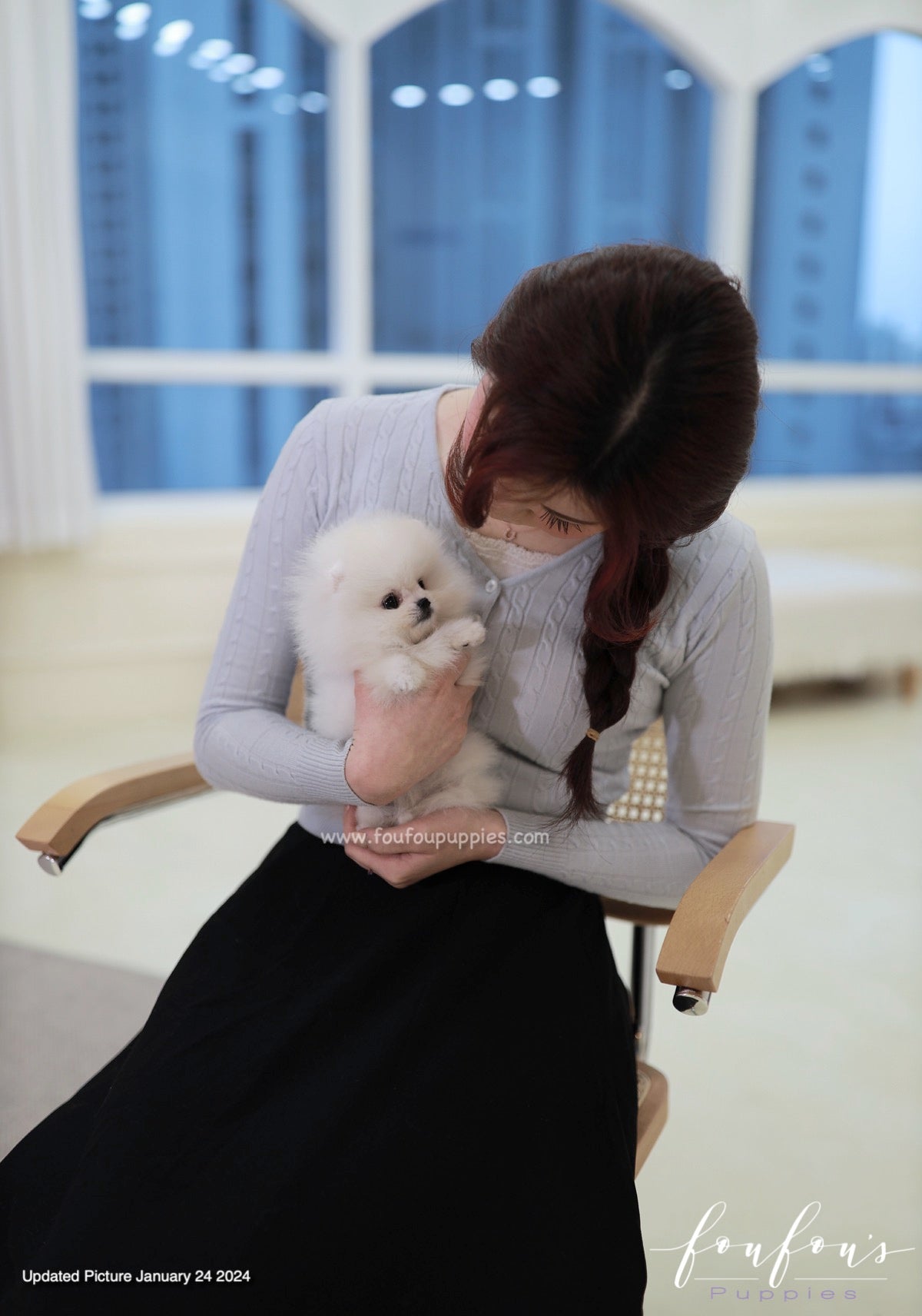 Gia - Pomeranian F