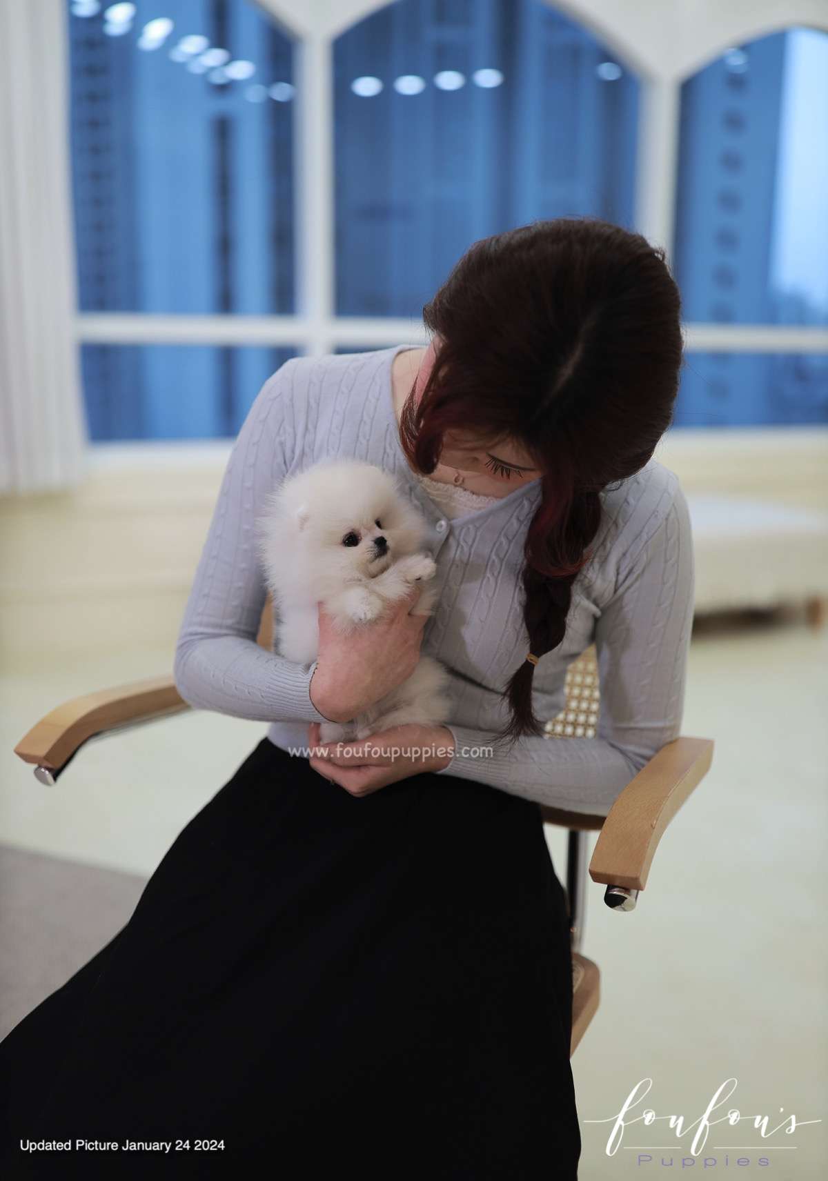 Gia - Pomeranian F