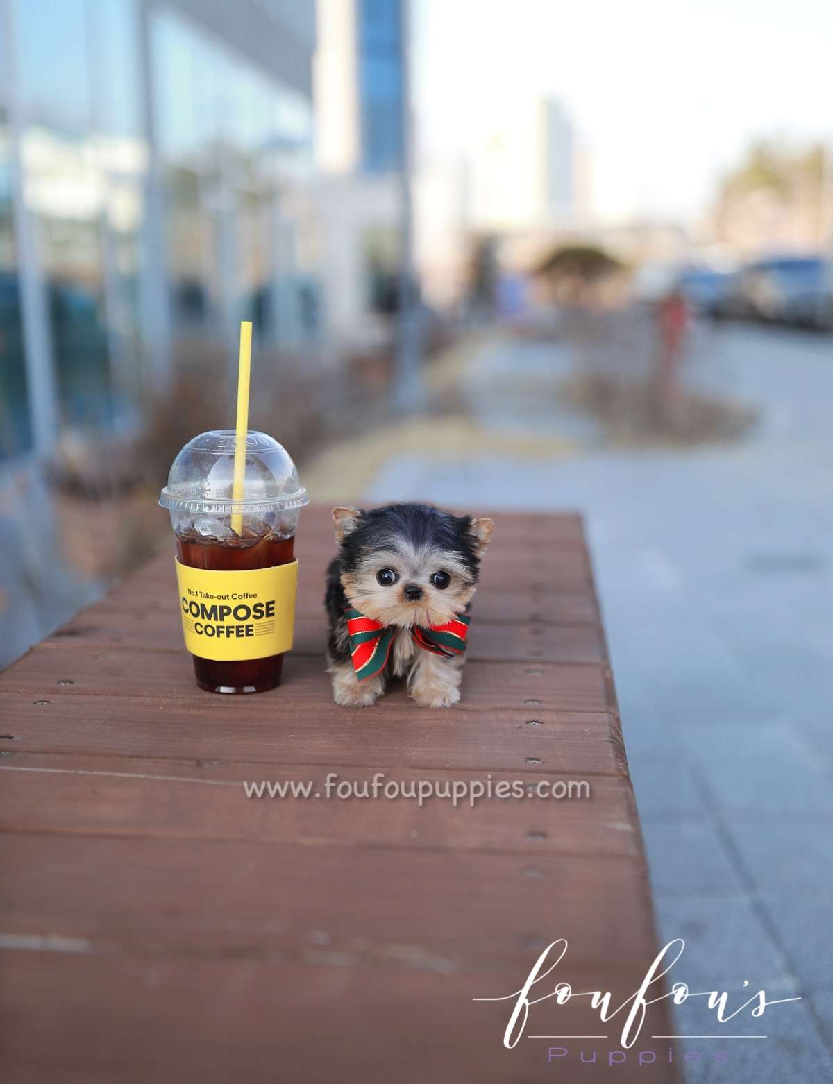 Titch - Yorkshire Terrier M.