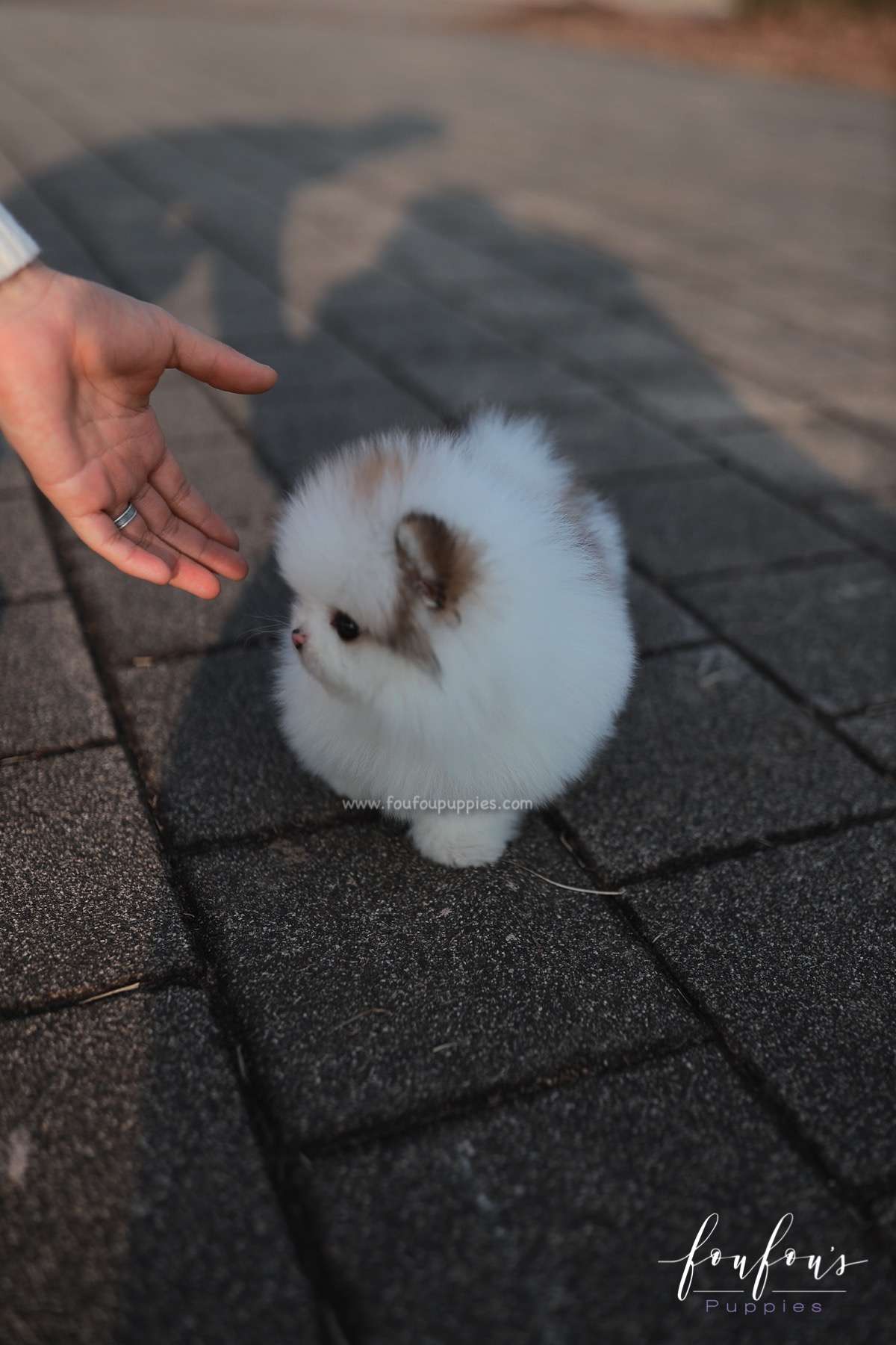Marbles - Pomeranian F.