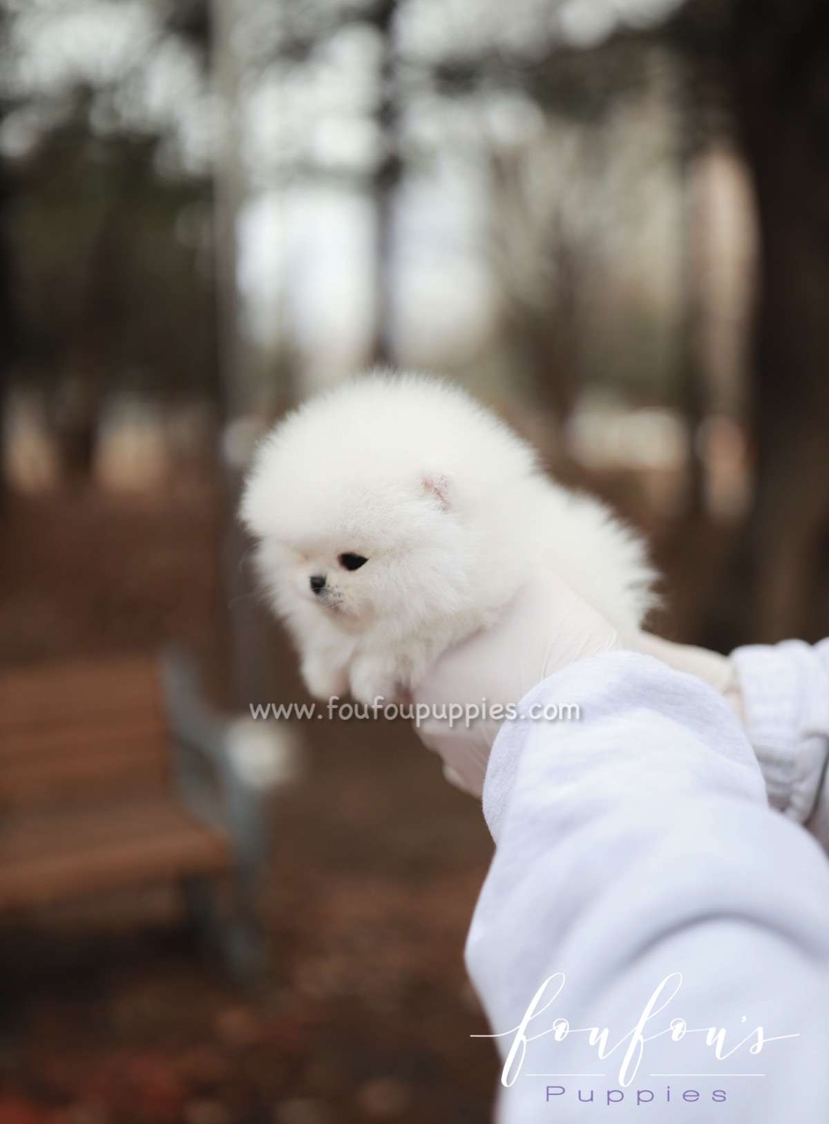 Marshmallow - Pomeranian F.