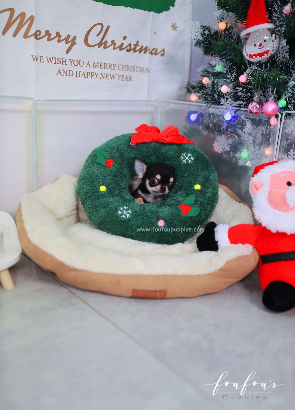 Ace - Chihuahua M.
