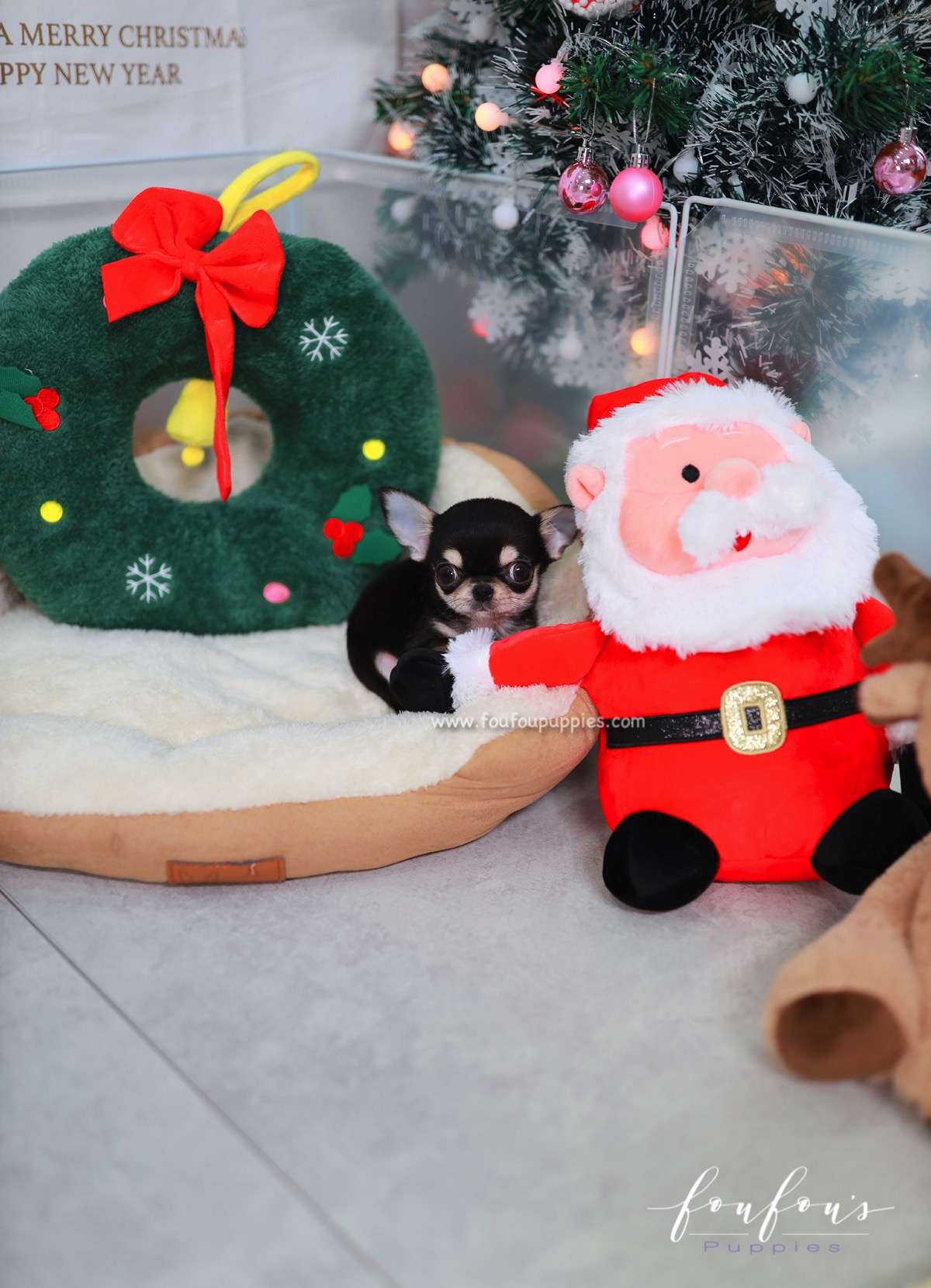 Ace - Chihuahua M.