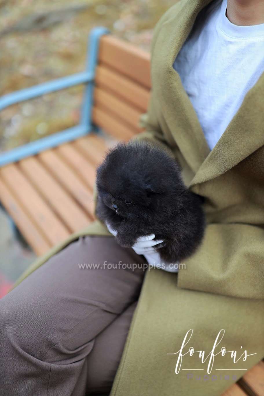 Cosmo - Pomeranian M.