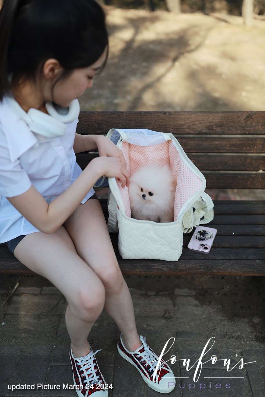 Amore- Pomeranian F.