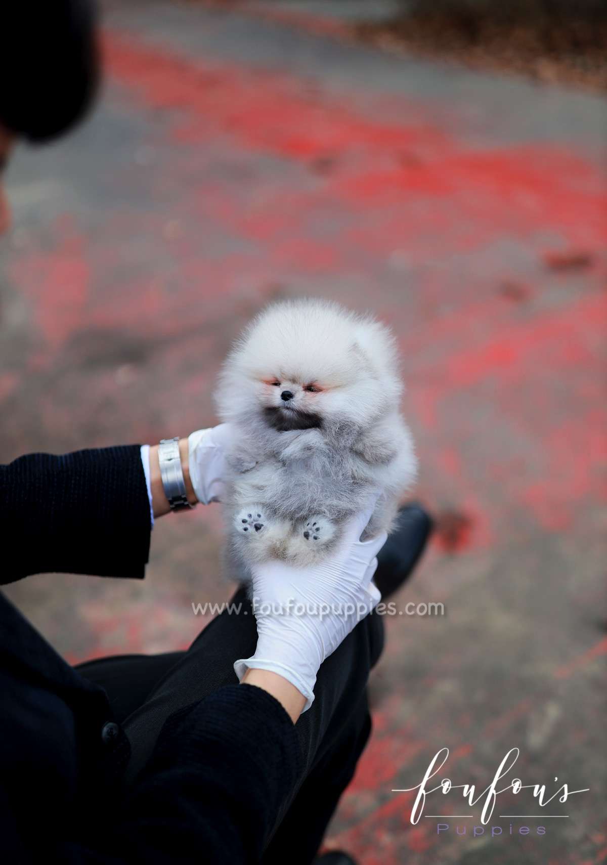 Celestia - Pomeranian F.