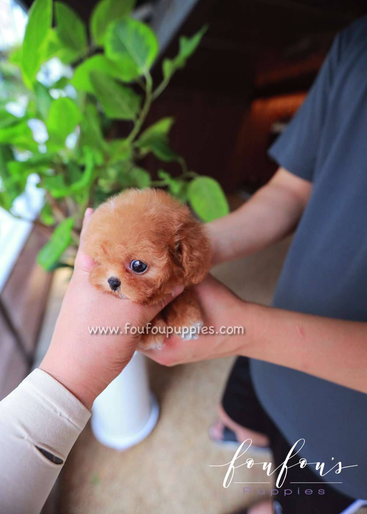 Saffron - Poodle F.
