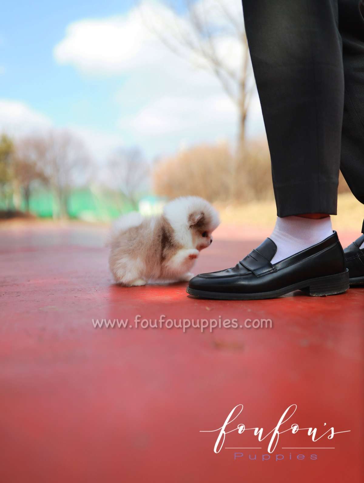 Amalfi - Pomeranian M.