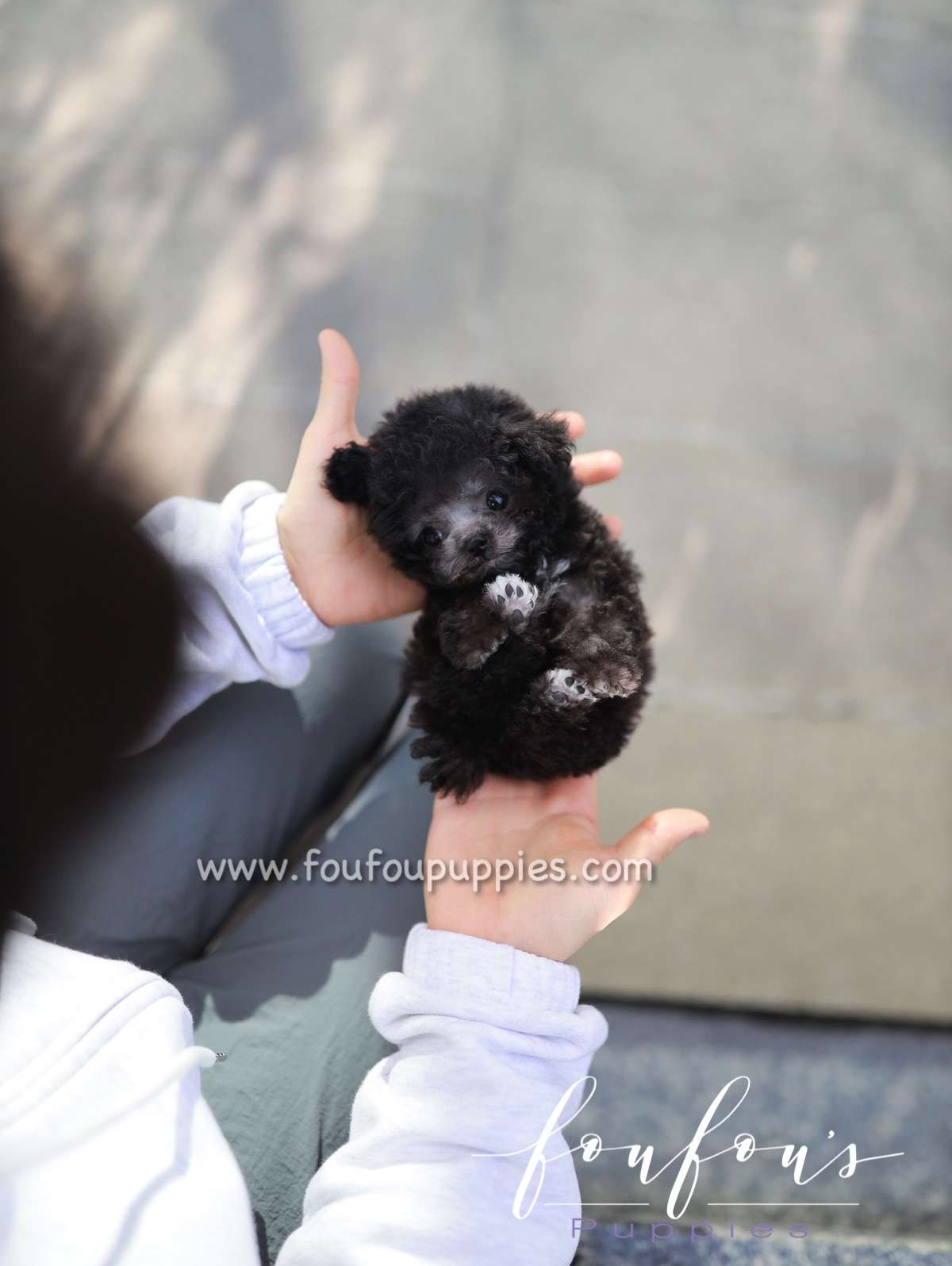 Rhine - Poodle M.